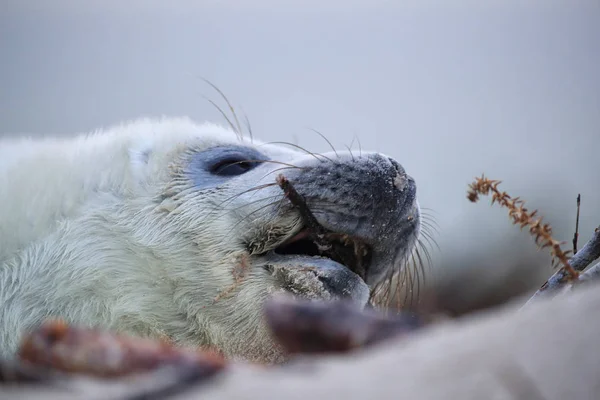 Gray Seal Pup, Helgoland, Alemania — Foto de Stock