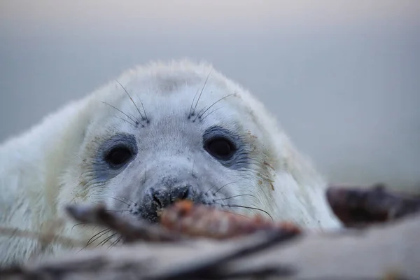 Gray Seal Pup, Helgoland, Alemania —  Fotos de Stock