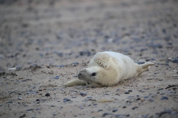 Gray Seal Pup, Helgoland, Alemania —  Fotos de Stock