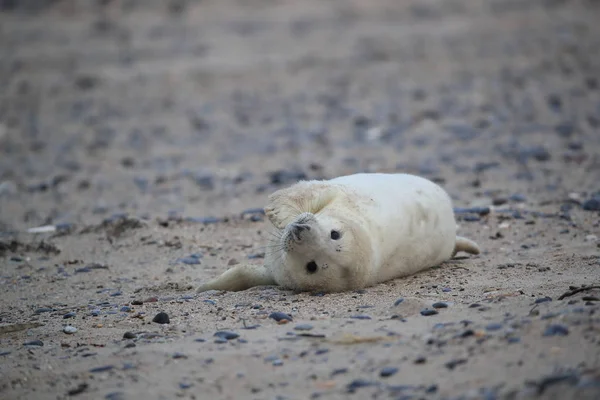 Gray Seal Pup, Helgoland, Niemcy — Zdjęcie stockowe