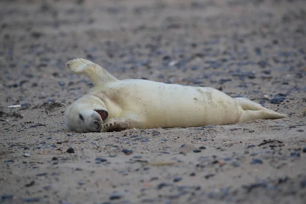 Gray Seal Pup, Helgoland, Duitsland — Stockfoto
