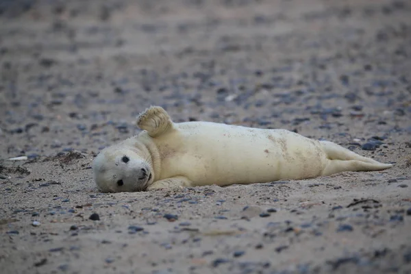 Gray Seal Pup, Helgoland, Niemcy — Zdjęcie stockowe