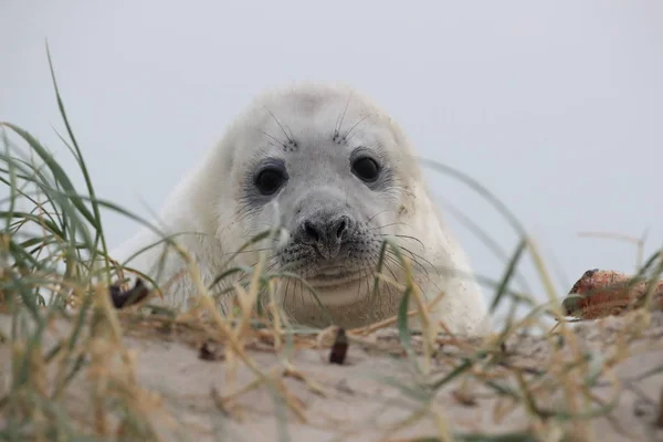 Kegelrobbenwelpen, Helgoland, Deutschland — Stockfoto