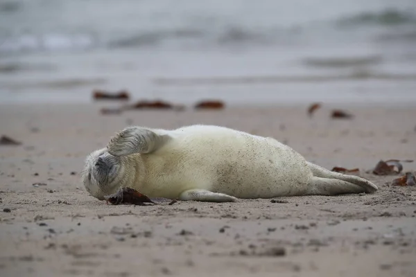 Gray Seal Pup, Helgoland, Alemania —  Fotos de Stock