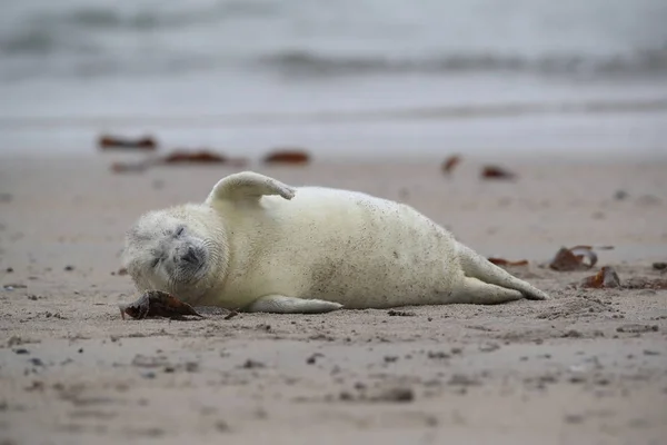 Gray Seal Pup, Helgoland, Německo — Stock fotografie