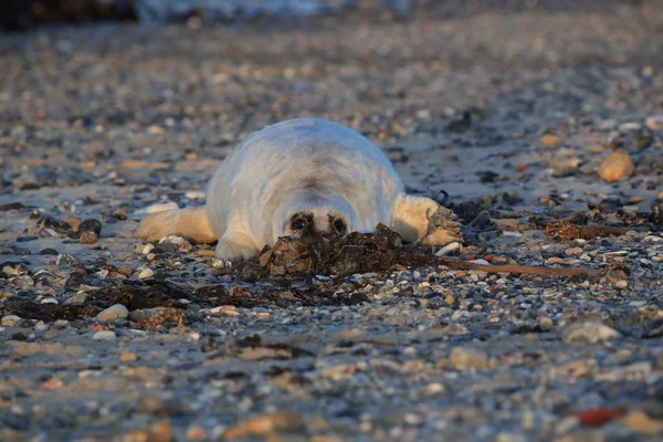 Gray Seal Pup, Helgoland, Německo — Stock fotografie