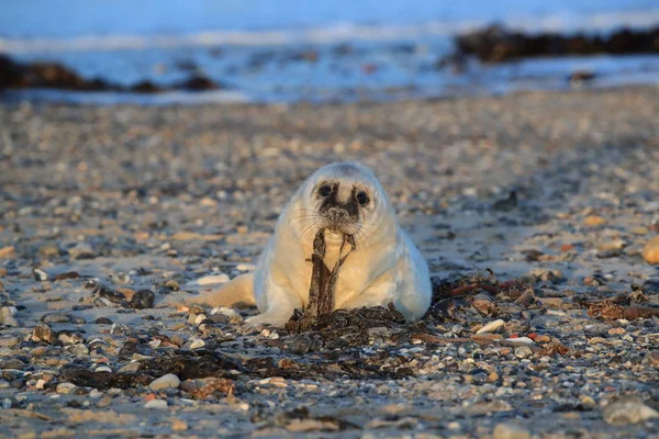 Gray Seal Pup, Helgoland,德国 — 图库照片