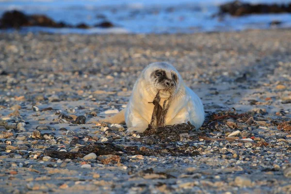 Gray Seal Pup, Helgoland, Germany — стокове фото
