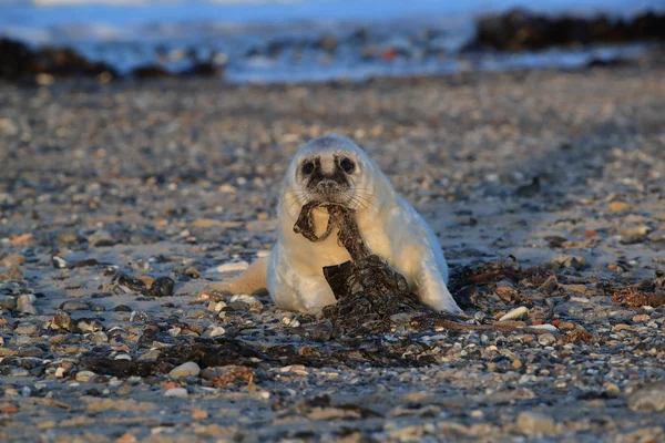 Cinza Seal Pup, Helgoland, Alemanha — Fotografia de Stock