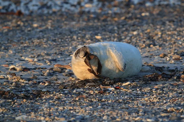 Gray Seal Pup, Helgoland, Németország — Stock Fotó