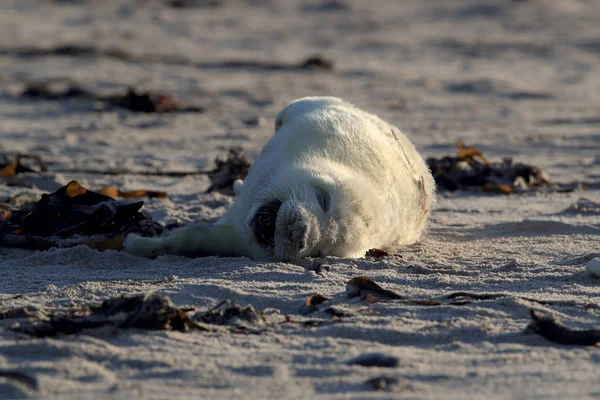 Gray Seal Pup, Helgoland, Germany — стокове фото