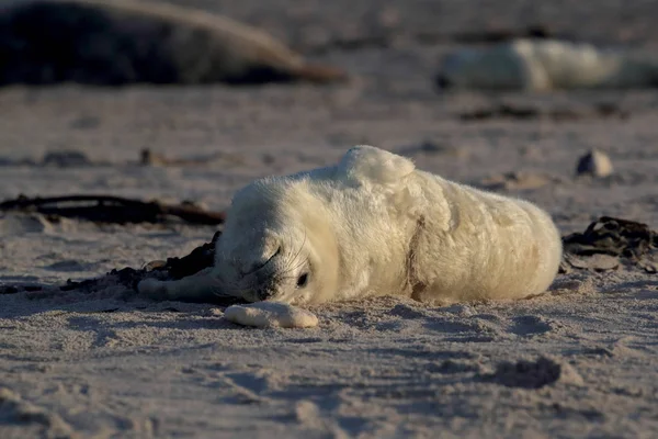 Gray Seal Pup, Helgoland, Alemania — Foto de Stock