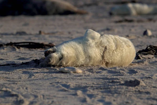 Gray Seal Pup, Helgoland,德国 — 图库照片