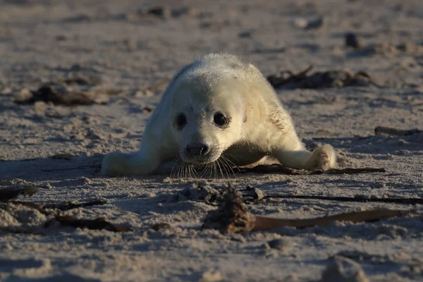 Gray Seal Pup, Helgoland, Alemania —  Fotos de Stock