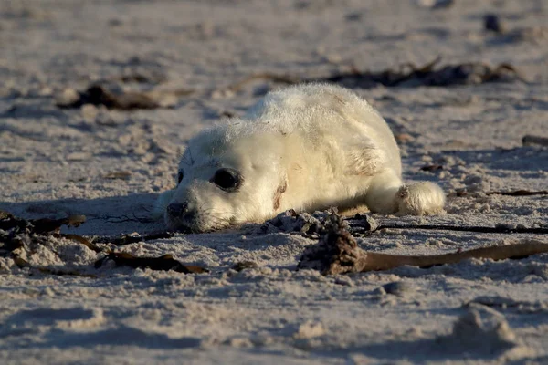 Gray Seal Pup, Helgoland, Alemania —  Fotos de Stock