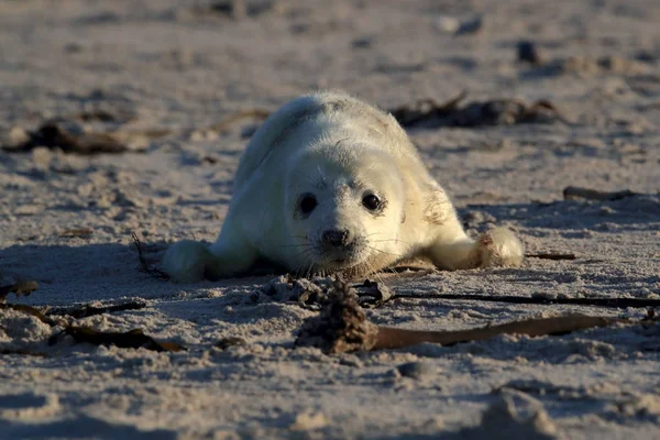 Gray Seal Pup, Helgoland, Γερμανία — Φωτογραφία Αρχείου