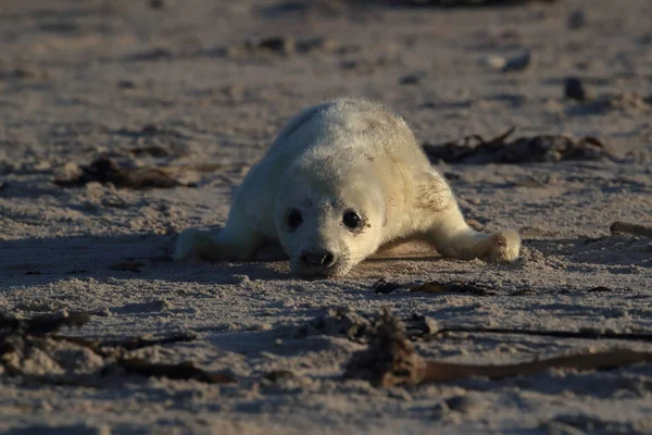 Gray Seal Pup, Helgoland, Németország — Stock Fotó