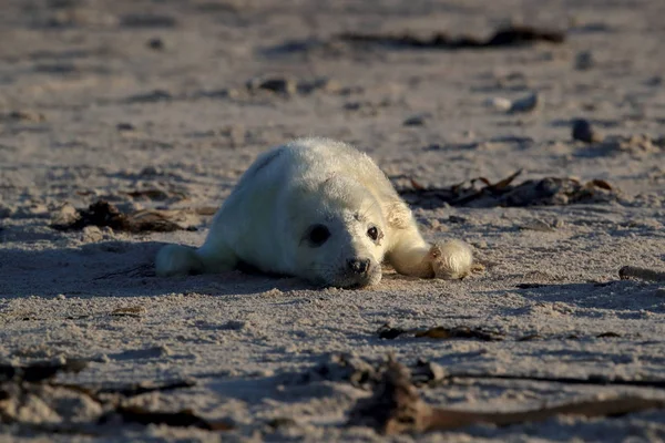 Gray Seal Pup, Helgoland, Germany — стокове фото