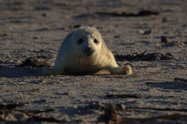 Cinza Seal Pup, Helgoland, Alemanha — Fotografia de Stock