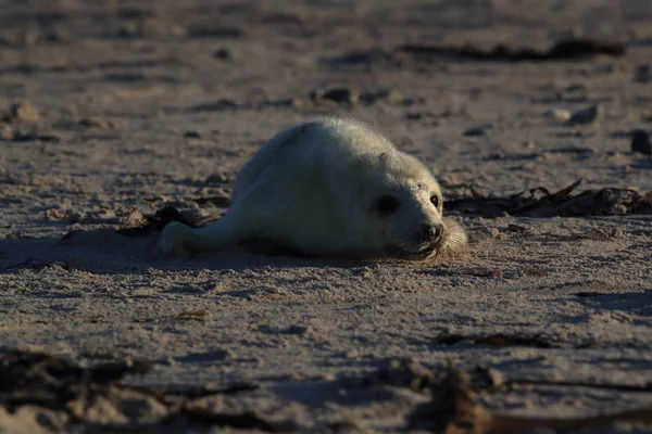 Gray Seal  Pup , Helgoland, Germany — 스톡 사진