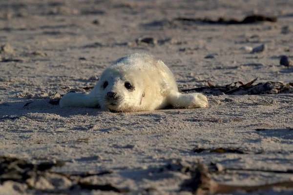 Gray Seal Pup, Helgoland, Alemania —  Fotos de Stock