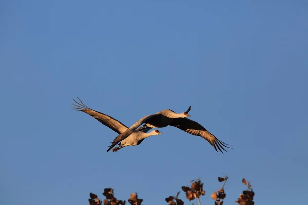 Sandhill Crane Bosque del Apache Wildlife Reserve, Novo México — Fotografia de Stock