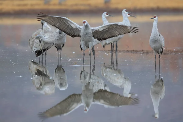 Sandhill Crane Bosque del Apache Wildlife Reserve ,New Mexico — Stock Photo, Image