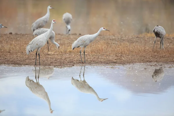 Sandhill Crane Bosque del Apache Wildlife Reserve, Nuevo México —  Fotos de Stock