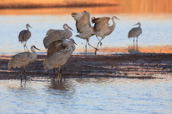 Sandhill Crane Bosque del Apache Wildlife Reserve, New Mexico — стоковое фото