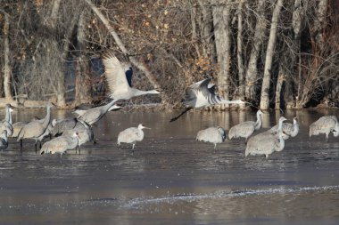 Sandhill Crane Bosque del Apache Wildlife Reserve,New Mexico, US clipart