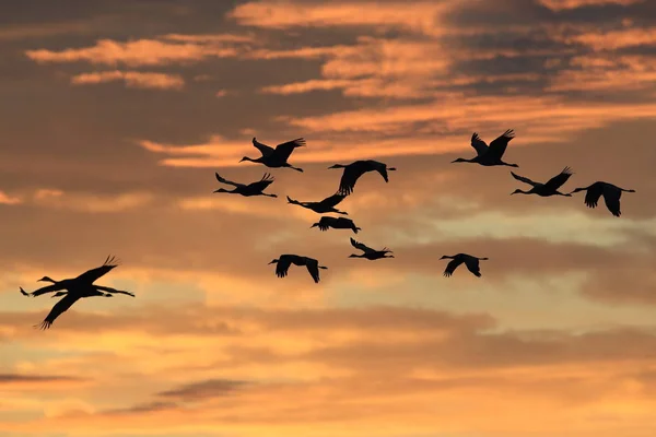 Sandhill Crane Bosque del Apache Wildlife Reserve, Νέο Μεξικό, Us — Φωτογραφία Αρχείου