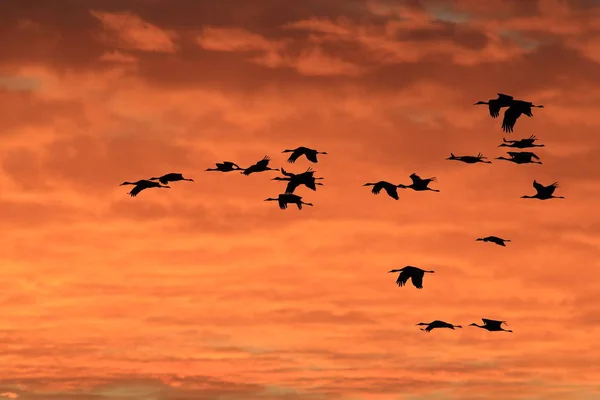 Sandhill Crane Bosque del Apache Vadrezervátum, Új-Mexikó, USA — Stock Fotó