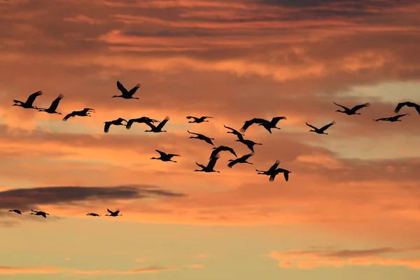 Sandhill Crane Bosque del Apache Vadrezervátum, Új-Mexikó, USA — Stock Fotó