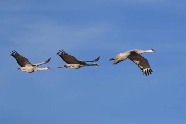 Sandhill crane bosque del apache wildlife reserve, new Mexico, us — Stockfoto