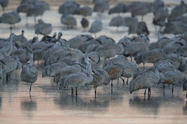 サンドヒルクレーン・ボスク・デル・アパッチ野生動物保護区,ニューメキシコ州,米国 — ストック写真