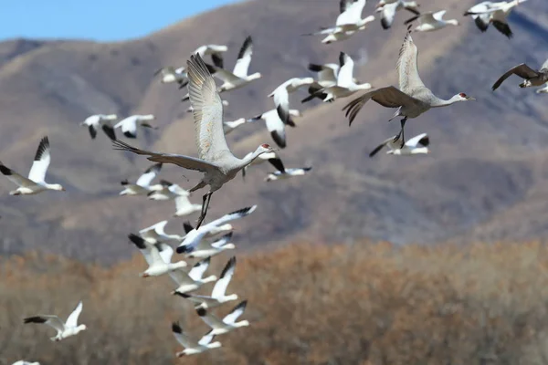 サンドヒルクレーン・ボスク・デル・アパッチ野生動物保護区,ニューメキシコ州,米国 — ストック写真