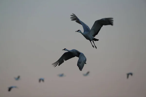 Grue du Canada Bosque del Apache Wildlife Reserve, Nouveau-Mexique, États-Unis — Photo