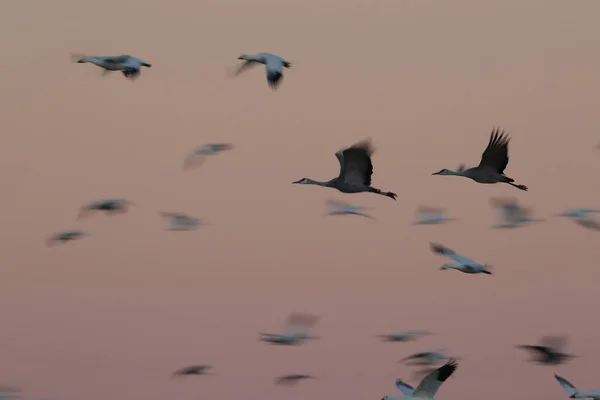 Grue du Canada Bosque del Apache Wildlife Reserve, Nouveau-Mexique, États-Unis — Photo