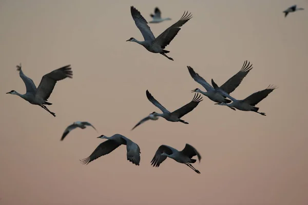 Sandhill Crane Bosque del Apache Wildlife Reserve, Nuevo México, EE.UU. — Foto de Stock