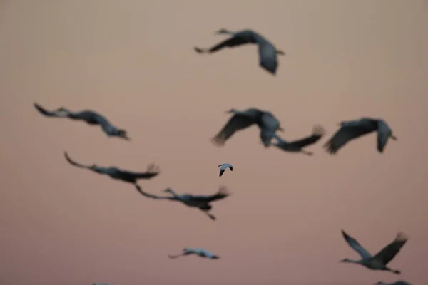 Sandhill Crane Bosque del Apache Vadrezervátum, Új-Mexikó, USA — Stock Fotó