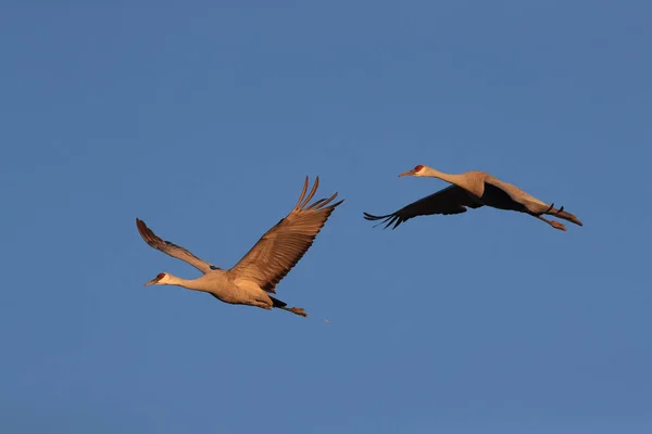 Sandhill Crane Bosque del Apache Wildlife Reserve, Νέο Μεξικό, Us — Φωτογραφία Αρχείου