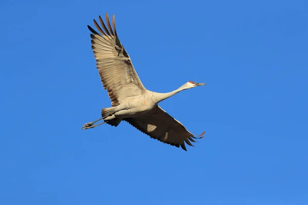 Grue du Canada Bosque del Apache Wildlife Reserve Nouveau-Mexique États-Unis — Photo