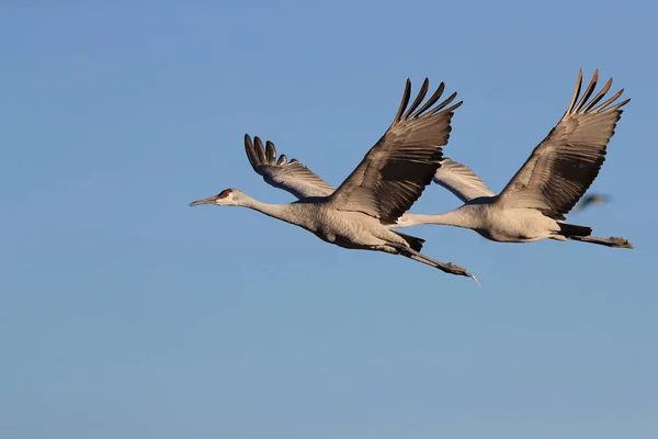 Sandhill Crane Bosque del Apache Wildlife Reserve Nuevo México EE.UU. — Foto de Stock