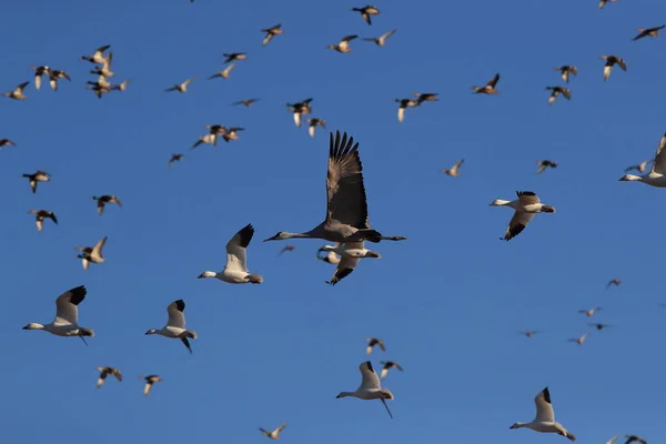 Sandhill Crane Bosque del Apache Reserva de Vida Selvagem Novo México EUA — Fotografia de Stock