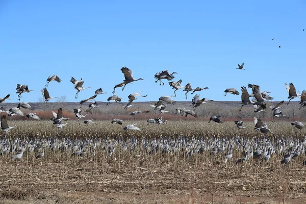 Sandhill Crane Bosque del Apache Wildlife Reserve New Mexico Usa — Stock fotografie