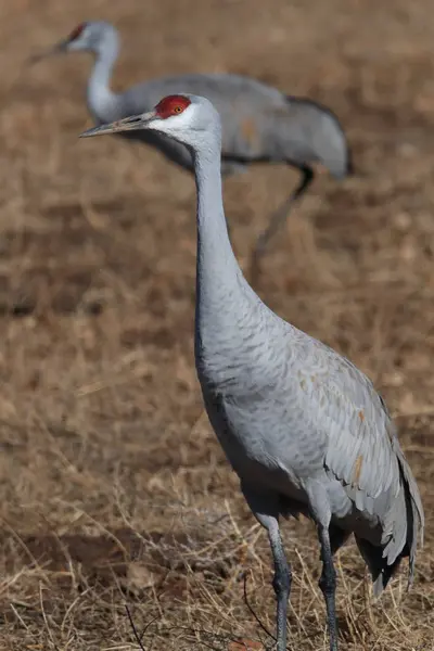 Sandhill Crane Bosque del Apache Vadrezervátum Új-Mexikó — Stock Fotó