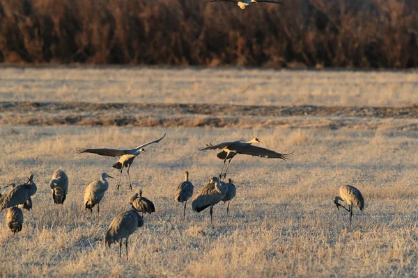 Sandhill Crane Bosque del Apache Reserva de Vida Selvagem Novo México EUA — Fotografia de Stock