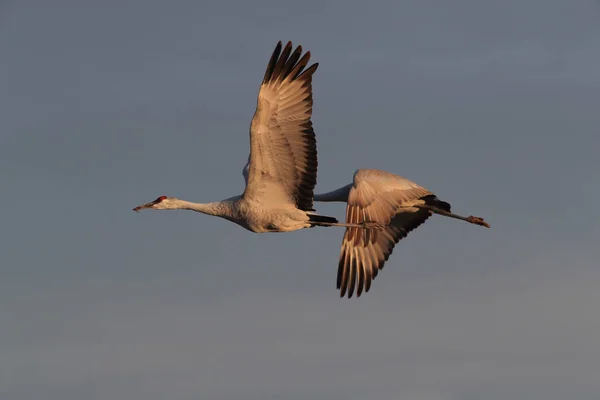 Sandhill Crane Bosque del Apache Wildlife Reserve New Mexico Usa — Stockfoto