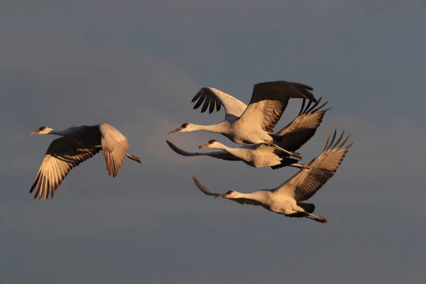 Sandhill Crane Bosque del Apache Reserva de Vida Selvagem Novo México EUA — Fotografia de Stock