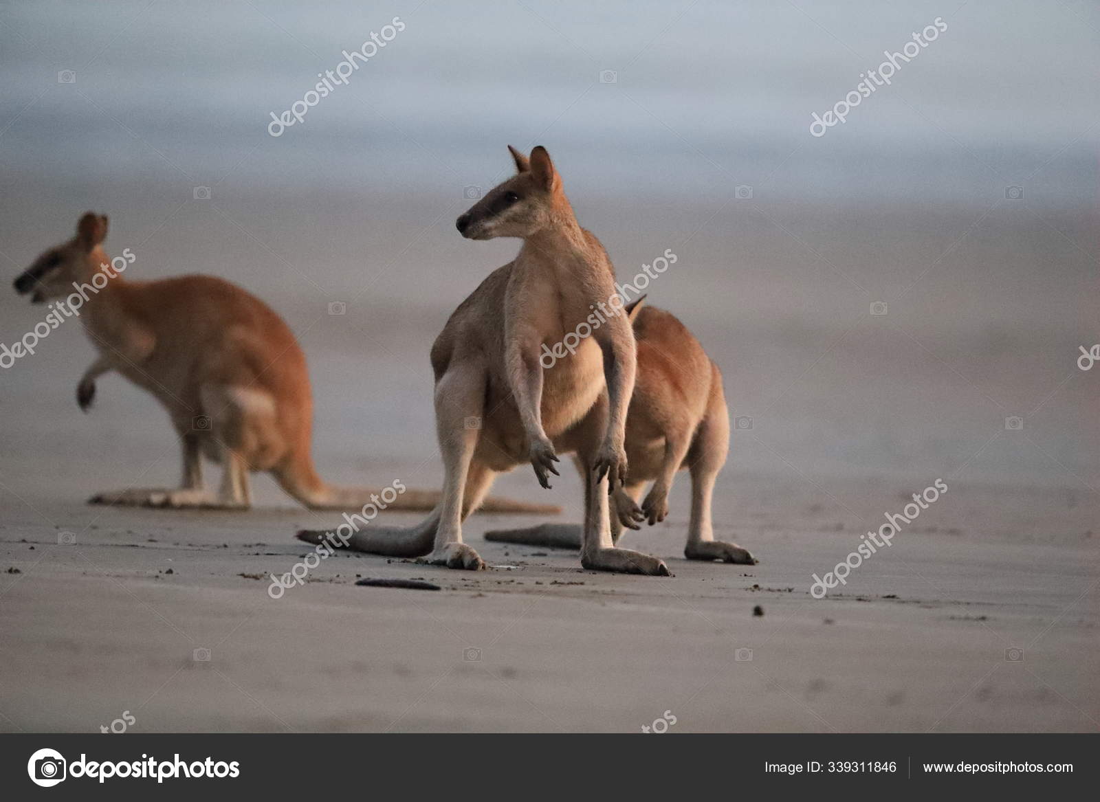 Kangaroo on beach at sunrise, mackay, north queensland, australi Stock  Photo by ©FrankFF 339311846